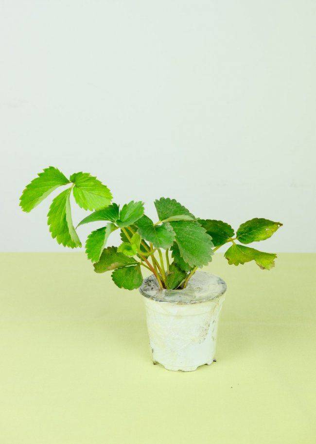 Strawberry planting techniques