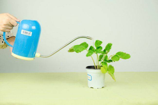 Strawberry planting techniques
