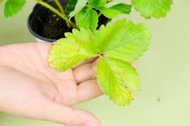 Strawberry planting techniques