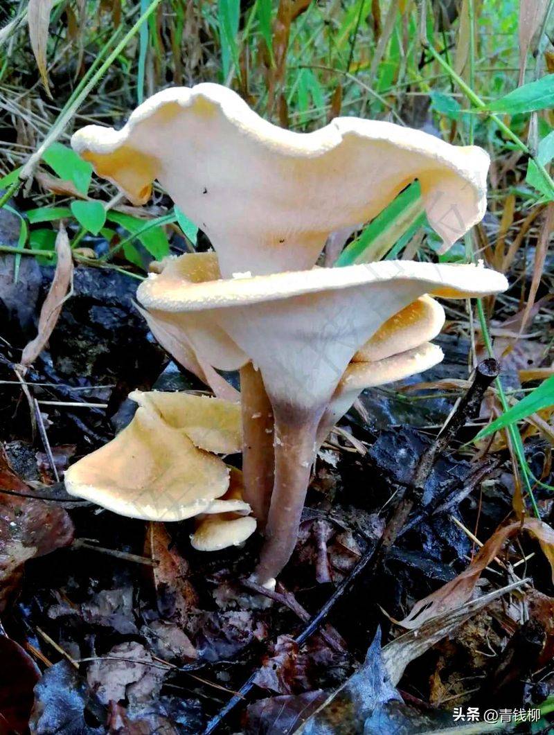 大棚种植蔬菜种类