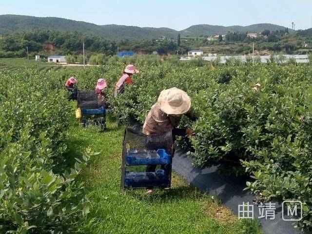 Gavo blueberry plantation technology
