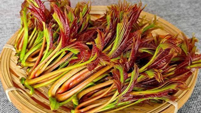 香椿种植技术视频
