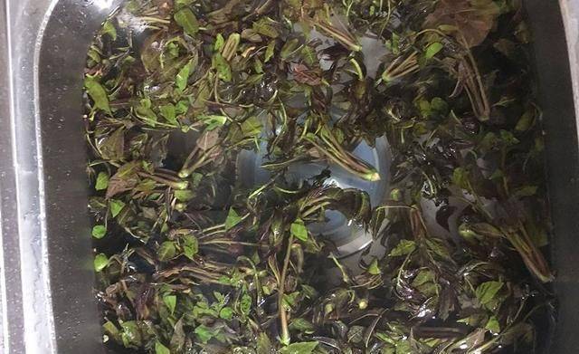香椿种植技术视频