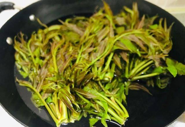 香椿种植技术视频