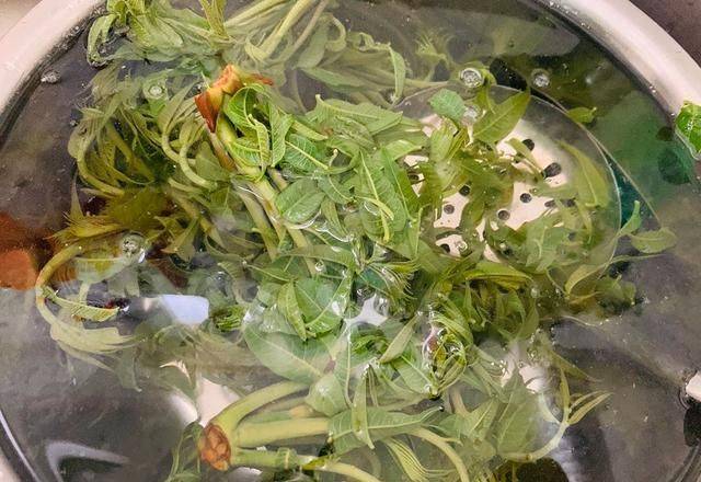 香椿种植技术视频