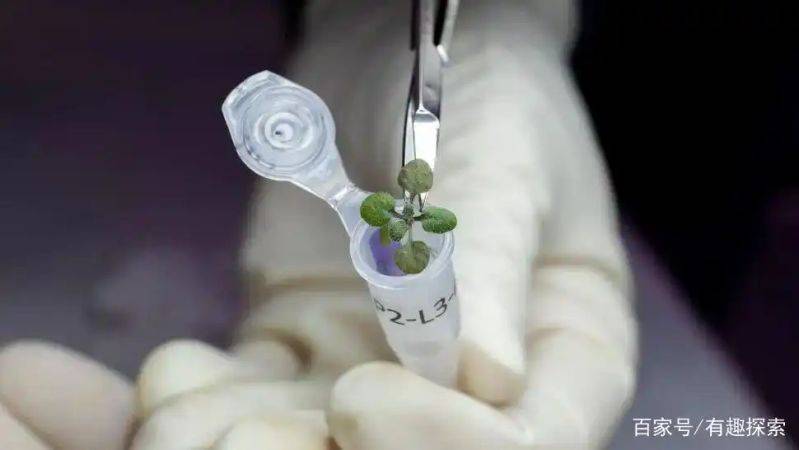 月球有没有种植蔬菜