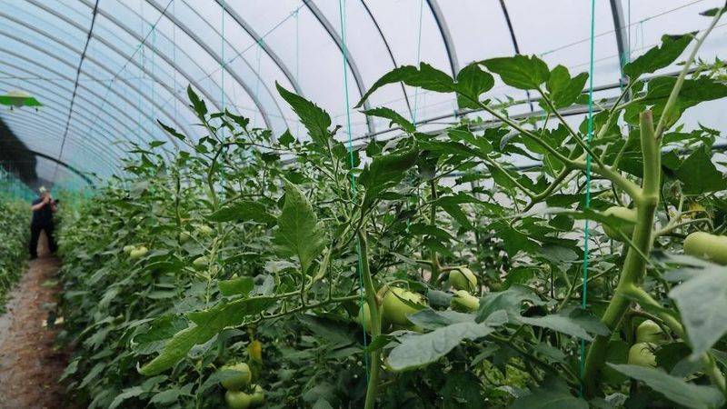 Vegetable types in large sheds