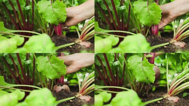 Beethead cultivation techniques