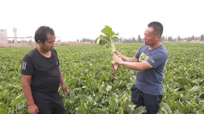 Beethead cultivation techniques