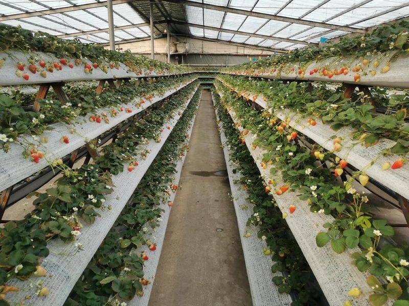 Strawberry planting techniques