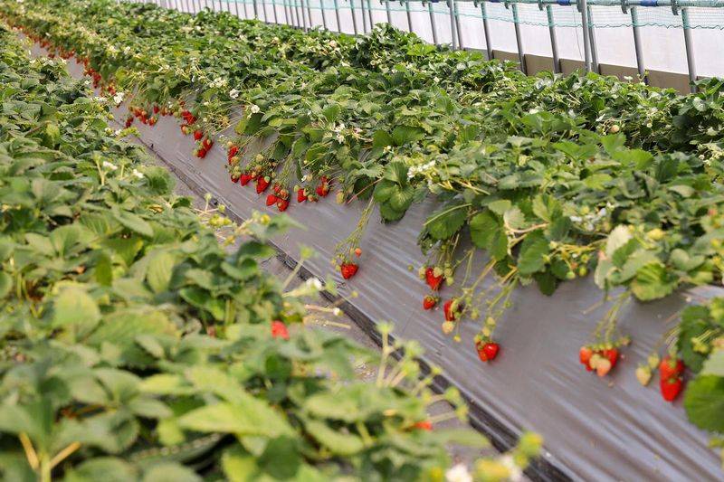 Strawberry planting techniques