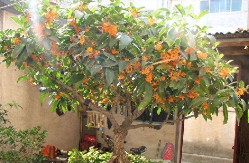 招财树的种植方法