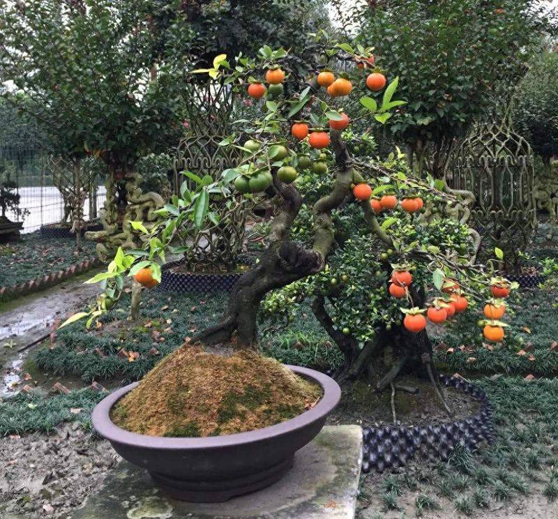 招财树的种植方法