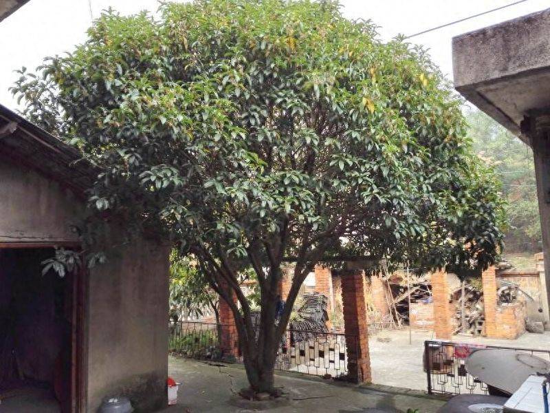 招财树的种植方法