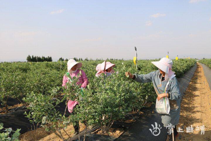 Gavo blueberry plantation technology