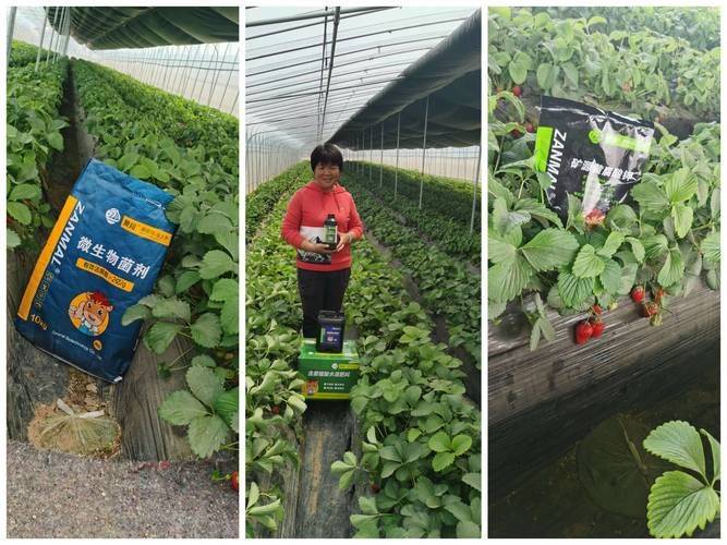 Strawberry planting techniques