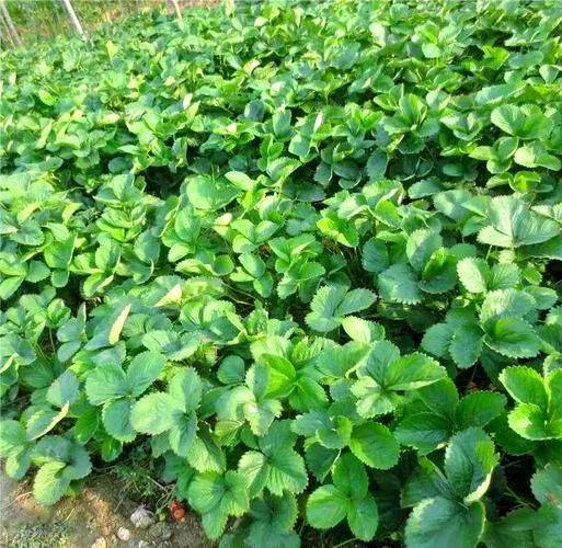 Strawberry planting techniques