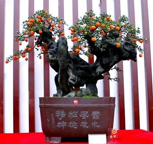 金弹子种植技术