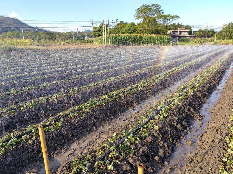 Strawberry planting techniques