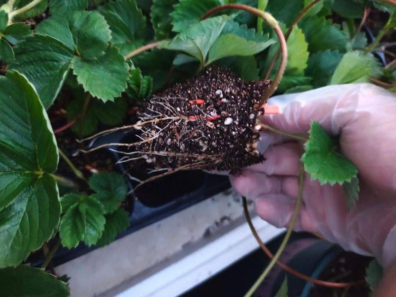 Strawberry planting techniques
