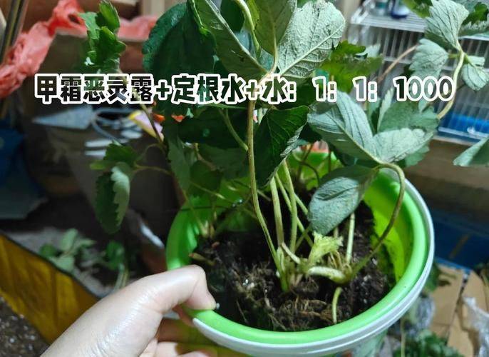 Strawberry planting techniques