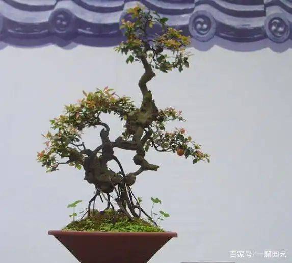 金弹子种植技术