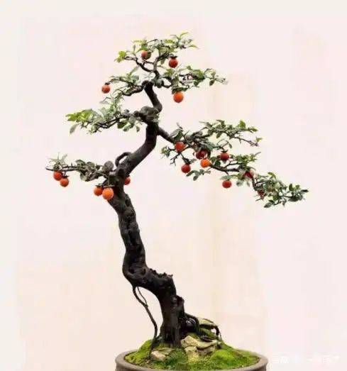 金弹子种植技术