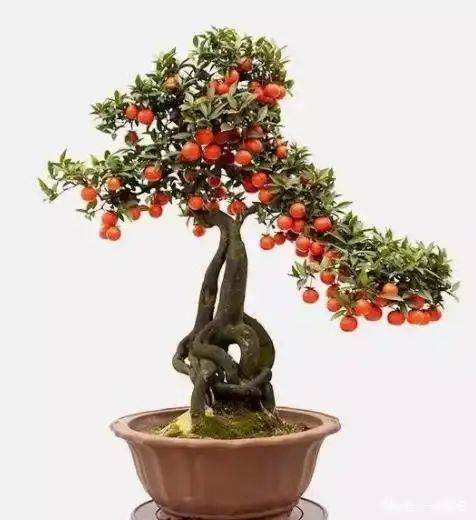 金弹子种植技术