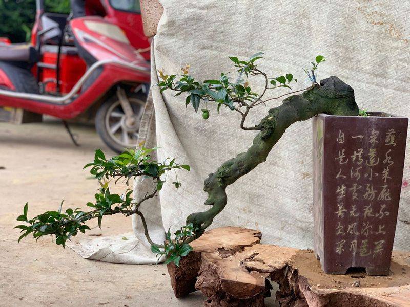 金弹子种植技术