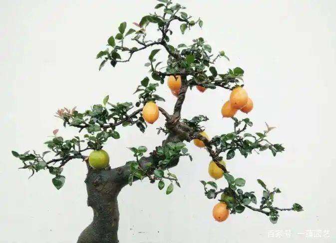 金弹子种植技术