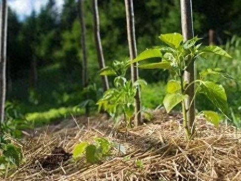 六安大棚蔬菜种植技术