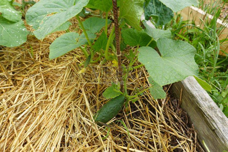 六安大棚蔬菜种植技术