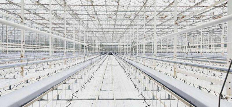 Vegetable types in large sheds