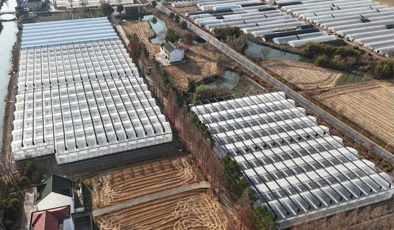 Vegetable types in large sheds
