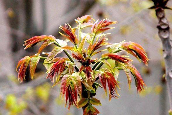 香椿种植技术视频