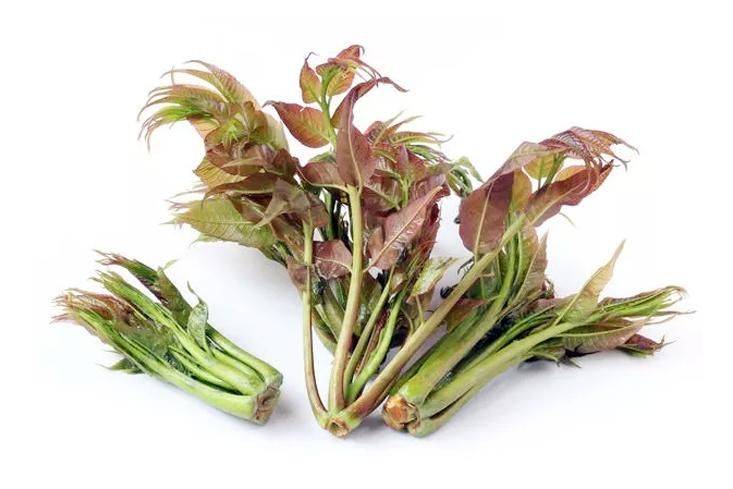 香椿种植技术视频