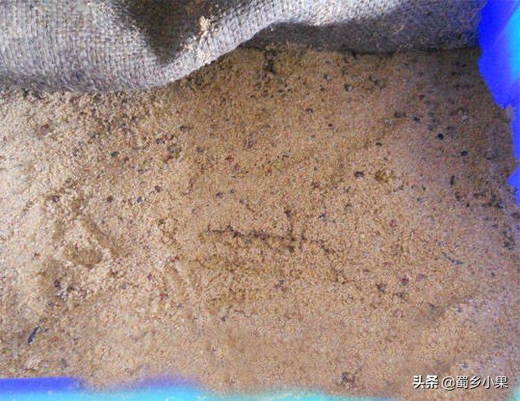 弥猴桃的种植技术