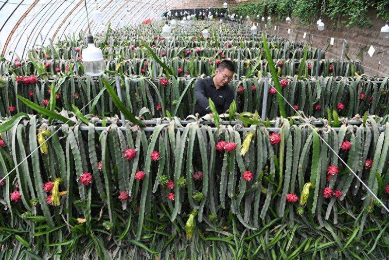 北方*龙果种植方法视频