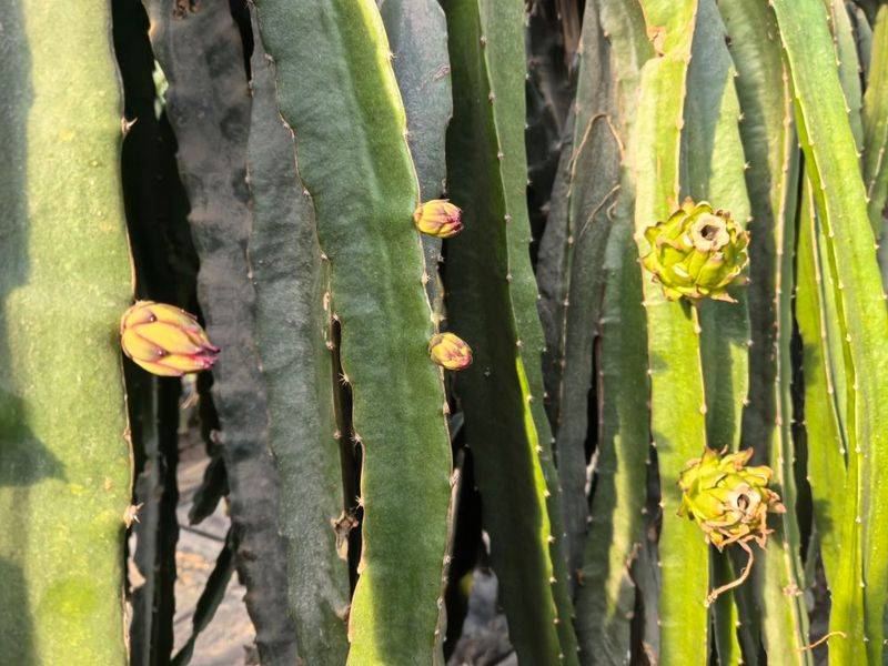 北方*龙果种植方法视频