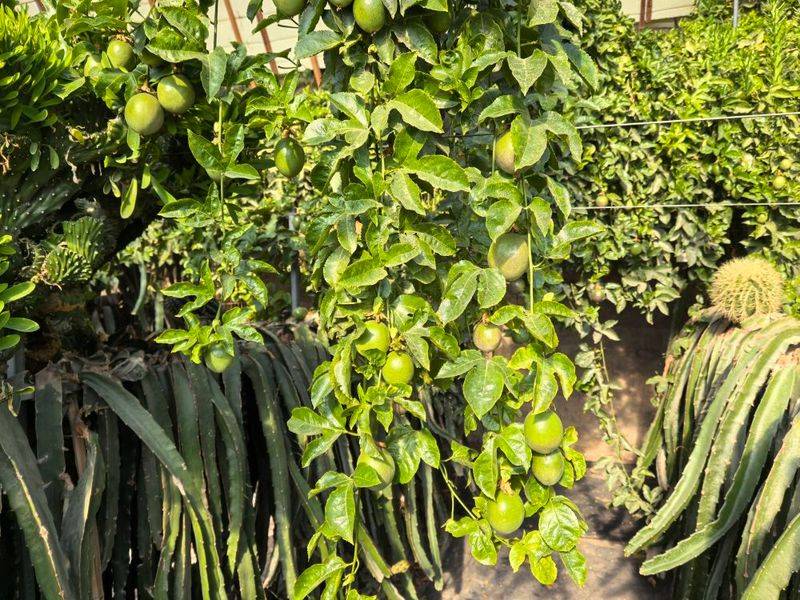 北方*龙果种植方法视频