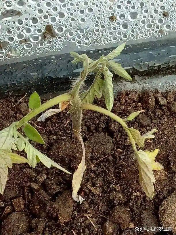 蕃茄树种植技术