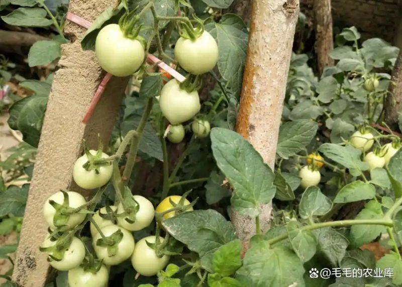 蕃茄树种植技术