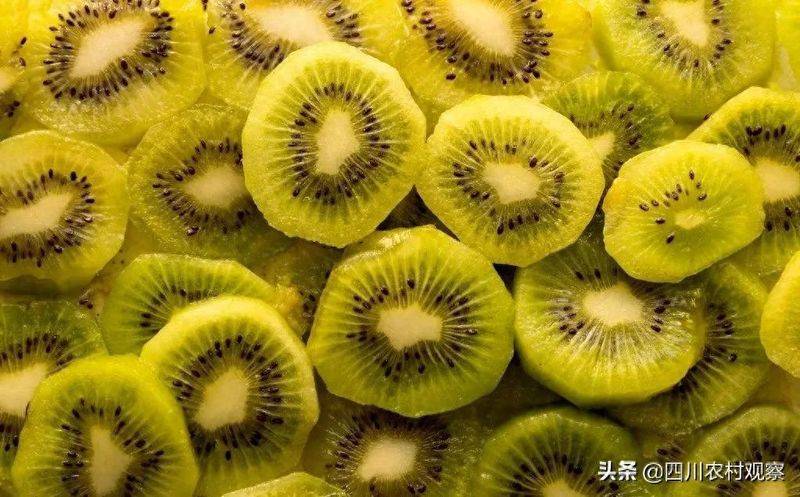 弥猴桃的种植技术