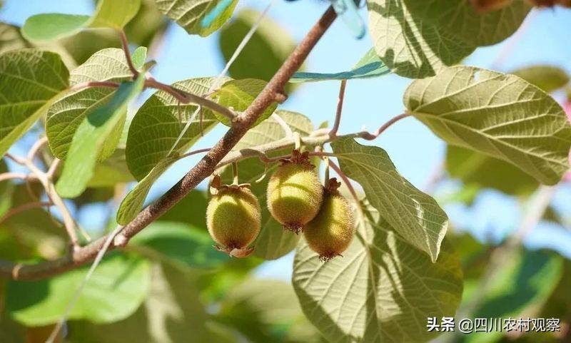 弥猴桃的种植技术