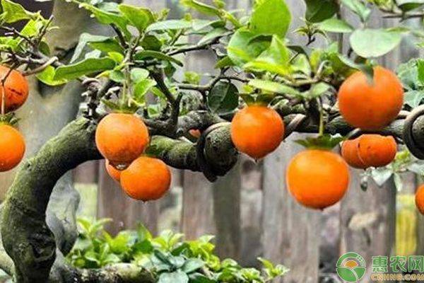 金弹子种植技术