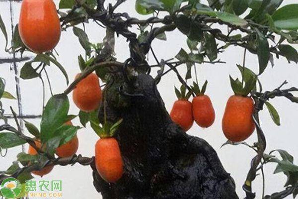 金弹子种植技术