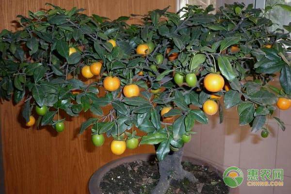 金弹子种植技术