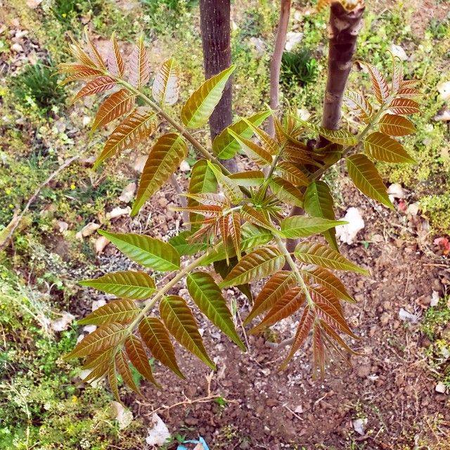 香椿种植技术视频
