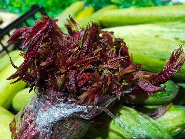 香椿种植技术视频