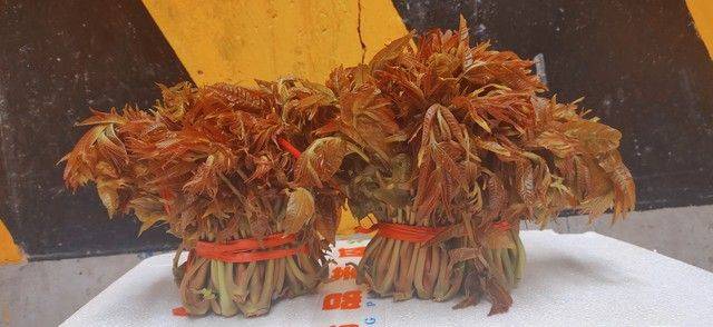 香椿种植技术视频